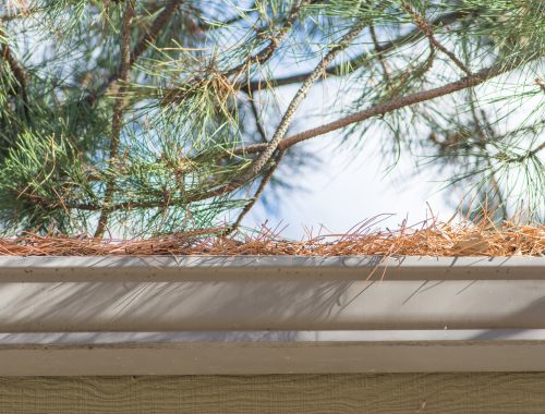 A,Rain,Gutter,On,A,Home,Filled,With,Dry,Pine